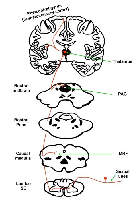 Spinothalamic Pathway Conveys Sexual Information Sexual information... | Download Scientific Diagram