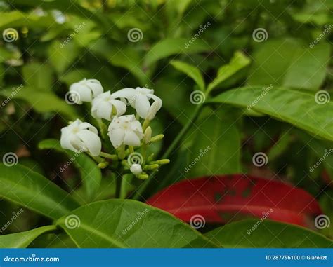 A Photo of a Water Guava Plant that Grows on a Flowering Plantation ...