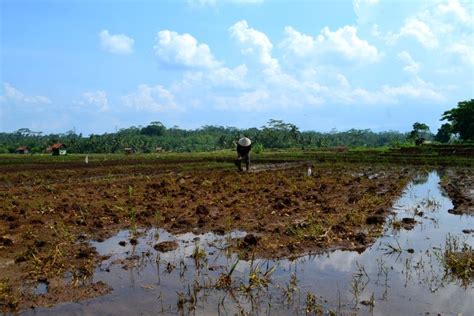 Petani Lebih Pilih Pinjam Uang Ketimbang Harus Jual Gabah