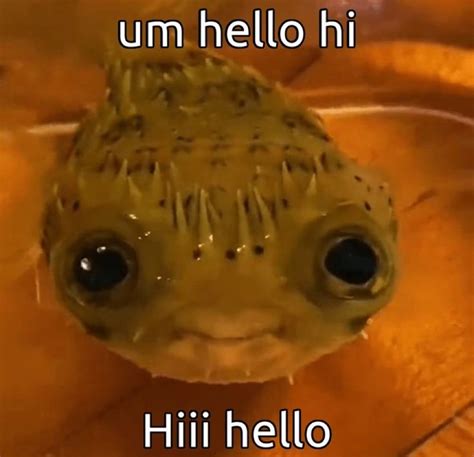 Pufferfish Smiling Caption ‘um Hello Hi Hiiii Hello In 2023 Funny