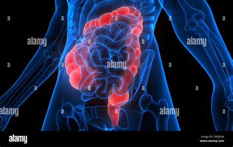 Gros intestin une partie de l anatomie du système digestif humain X ray