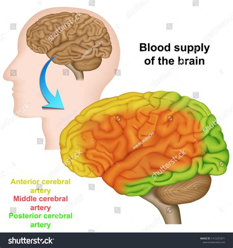 cerebral artery images stock  vectors shutterstock