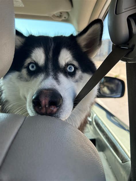 A tired husky is a behaved husky! : r/husky