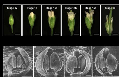 1 Different Developmental Stage Of Flower Development Adopted From