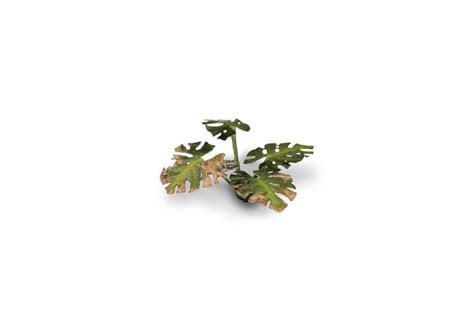 Laser Cut Plants Monstera Gamers Grass