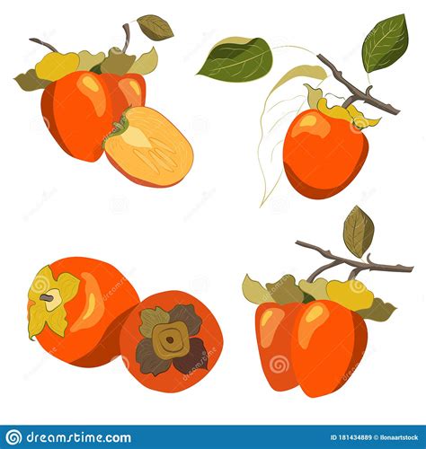 Bright Vector Set Of Colorful Half Slice And Whole Of Juicy Persimmon