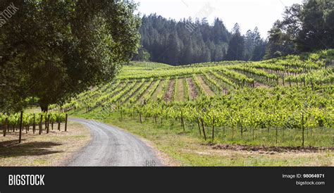 Vineyard California Image & Photo (Free Trial) | Bigstock