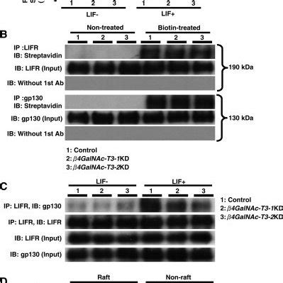 LacdiNAc On Leukemia Inhibitory Factor Receptor LIFR And Gp130