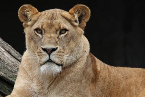 Banco de imagens animais selvagens retrato África Predador fauna