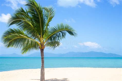 Coconut Tree On White Sand On The Seashore Tropical Landscape Stock