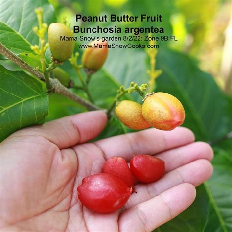 Buying & Growing Peanut Butter Fruit Tree – Mama Snow Cooks and More