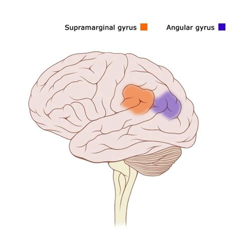 Supramarginal Gyrus