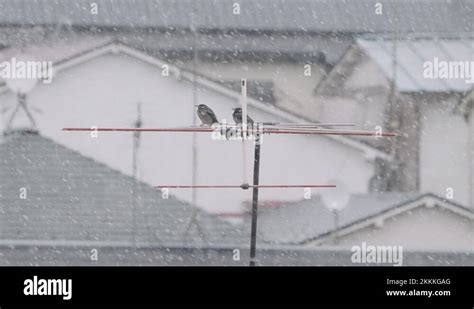 A Pair Of Dusky Thrush Birds Perching On Yagi Antenna During Heavy Snow