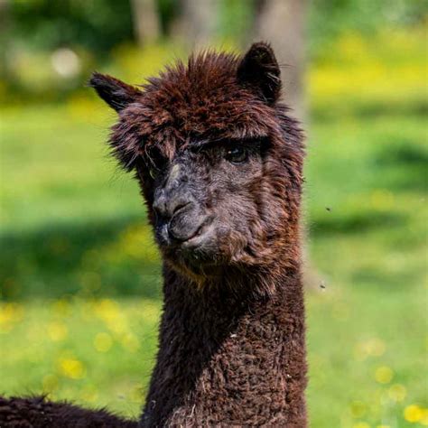 Rent A Farm Kluser Lamas Auf Der Oberen Klus In Aesch