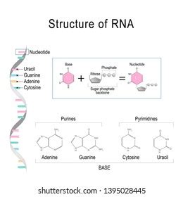 Rna Structural Formula Nucleotide Diagram Educational Stock ...