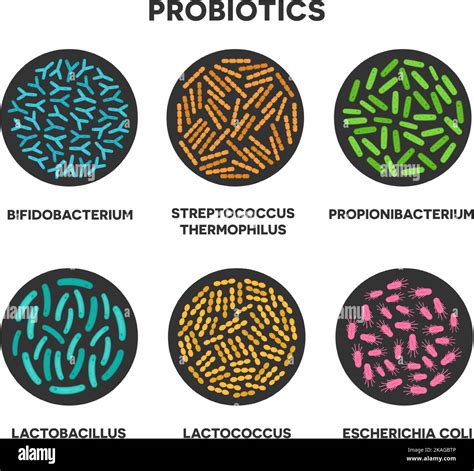 Probiotics In A Circle Microscopic Probiotics Bifidobacterium