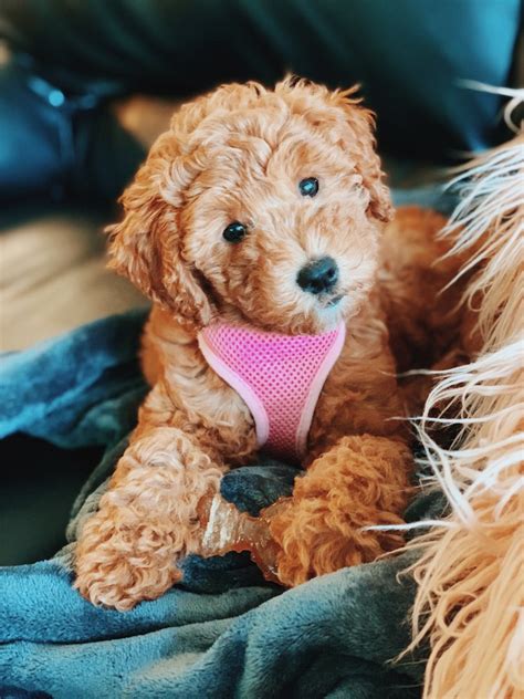 How Much Is A Mini Goldendoodle Puppy