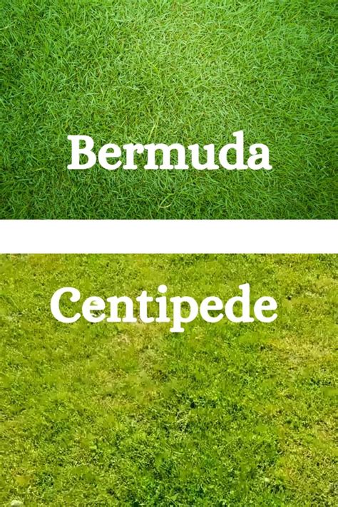 How To Make Centipede Grass Spread Complete Guide