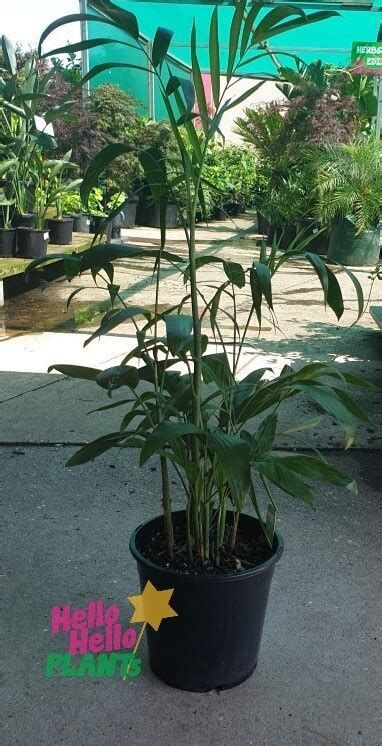 Chamaedorea Bamboo Palm 10 Pot Hello Hello Plants