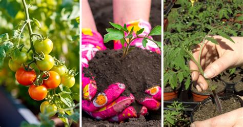 5 Expert Tips to Care for Your Tomato Plants in Garden - LeafyJournal