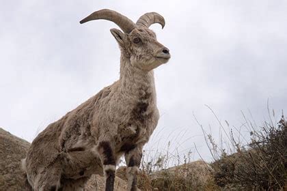 wildlife  ladakh  mammals birds ju leh adventure