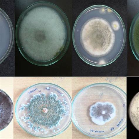 The structures of some compounds isolated from endophytic fungi which ...