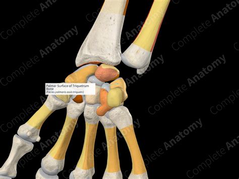 Palmar Surface of Triquetrum Bone | Complete Anatomy