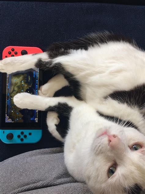 My cat playing on the Nintendo switch.