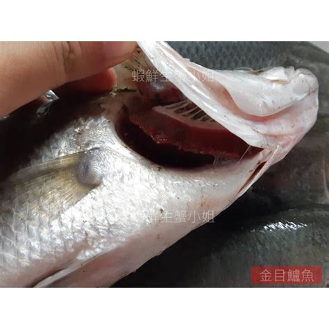 【海鮮7 11】金目鱸魚 500 600g And 600 700g 三去殺清 新鮮鱸魚 肉細細緻美味 露天市集 全台最大的網路購物市集