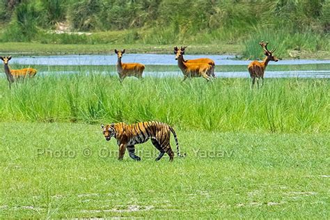 Bardia National Park And Kathmandu Luxury Tour Package 6 Days Aaa