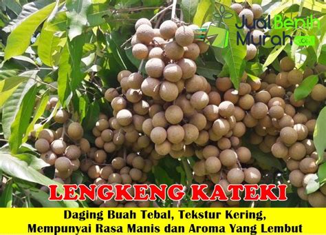 Jual Bibit Kelengkeng Kateki Produktif JualBenihMurah