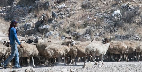 A Bedouin Shepherd Walks With His Flock Of Sheep Past The Assyrian