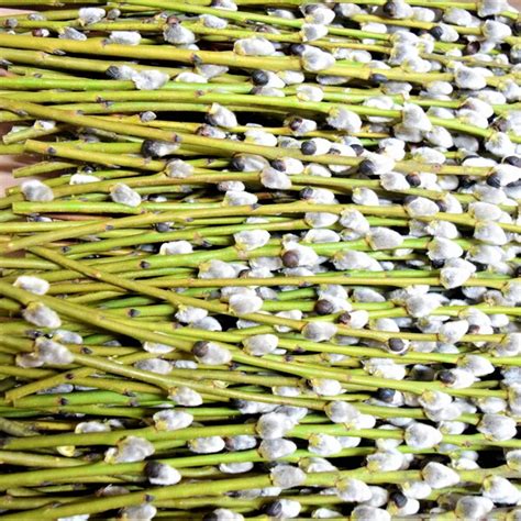 Pussy Willow Branch Etsy