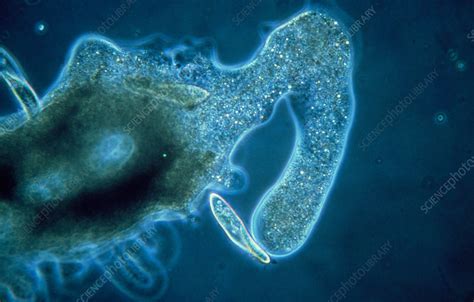 Detail Gambar Amoeba Dan Paramecium Koleksi Nomer 23