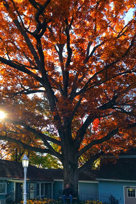 apple tree liberty 4