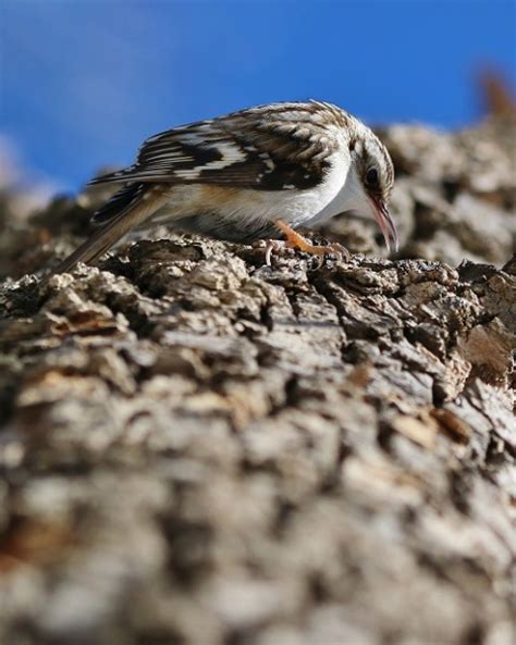 creeper creeping birds  bees  blooms   poems