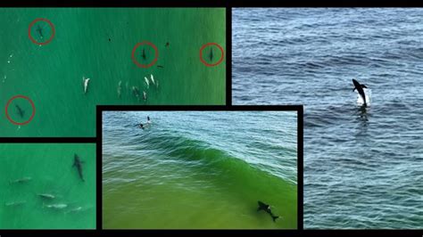 Dolphins Vs Great White Sharks Shark Breaches Completely Out Of The Water