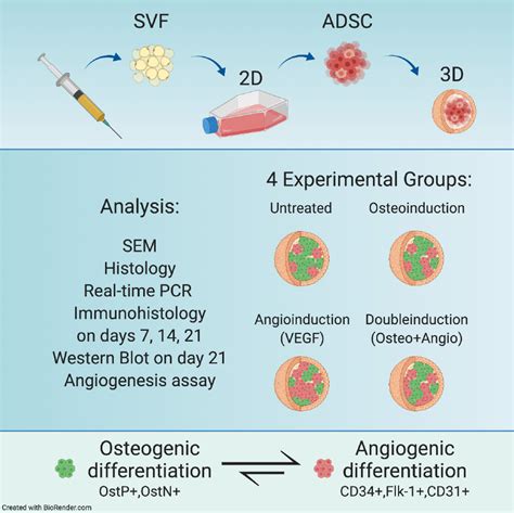 Frontiers The Duo Of Osteogenic And Angiogenic Differentiation In