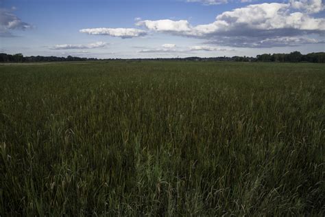 Complete landscape of Marsh Grasses at Cherokee Marsh image - Free stock photo - Public Domain ...