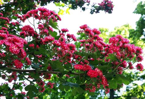 Ramos De Rvore De Floresc Ncia Do Espinho De Paul Do Crataegus