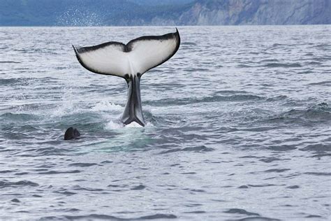 Kenai Fjords National Park Tour Cruise | Kenai Fjords Tours