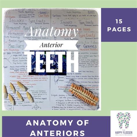 Anterior Tooth Morphology Dental Hygiene Anatomy Study Sheets and