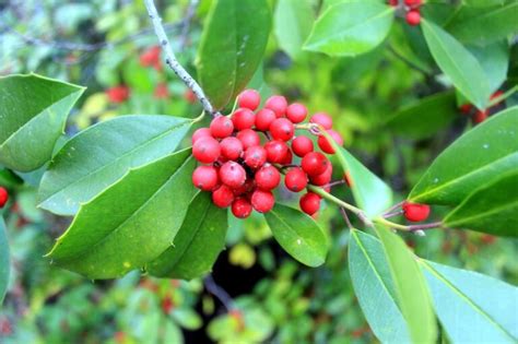 Plantas T Picas De Navidad Para Adornar Nuestro Hogar