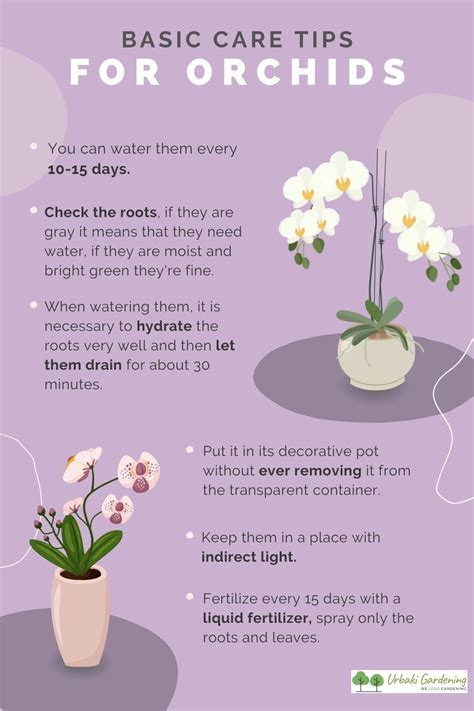 Basic Care Tips For Orchids In 2023 Orchid Care Orchid Plant Care