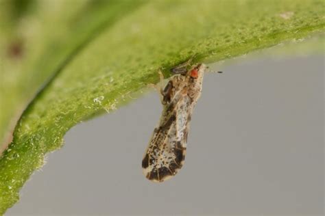 Update On Asian Citrus Psyllid And Citrus Greening In North Florida Panhandle Agriculture