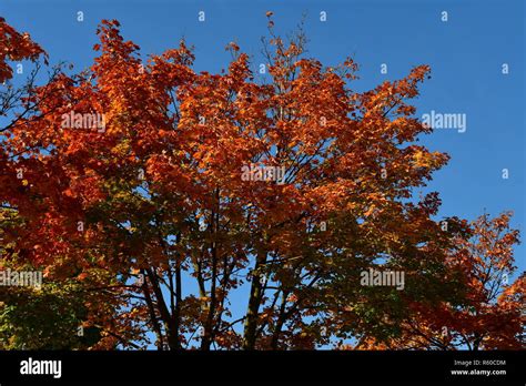 autumn colors in the leaf forest Stock Photo - Alamy