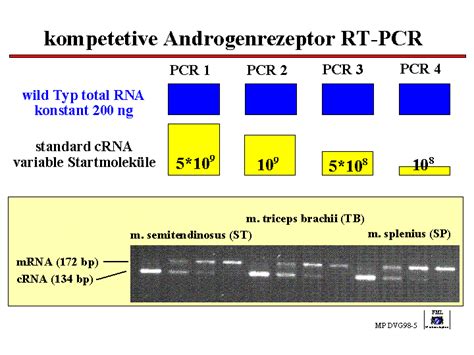 Bioinformatics Pcr Efficiency In Real Time Pcr