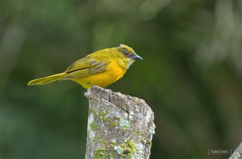 Eucometis Penicillata Grey Headed Tanager Tangara Cabe Flickr