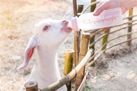 feeding baby goat with milk bottle at farm,Feed the hungry goat with milk 19060336 Stock Photo ...