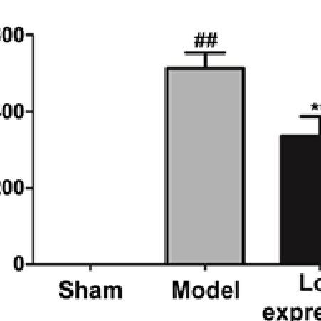 Neuronal Apoptosis Level In Each Group Of Rats Determined Via Tunel